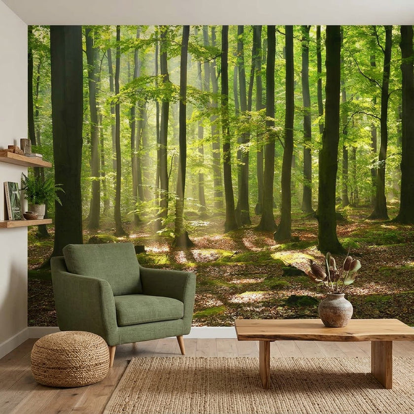 Güneş Işıklı Kayın Ormanı Sonbahar Parıltısı Doğa Panoraması Duvar Kağıdı